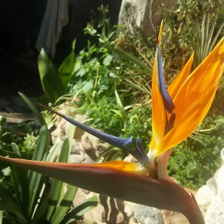 Zia Chiarina 3*