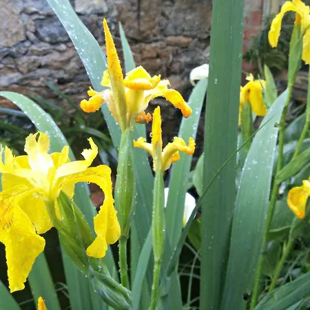 Zia Chiarina 3*